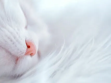 I'm Your Fan (Soothing Sounds For Deep Sleep)