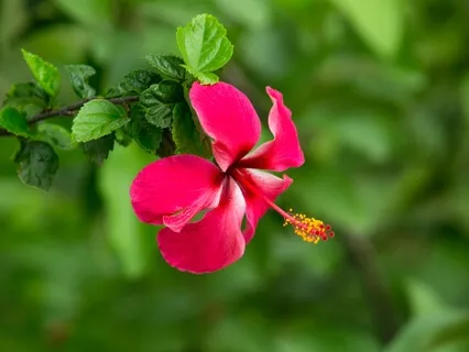 I Place Myself As An Instrument