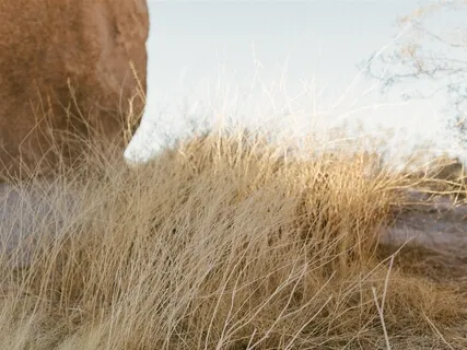 I See You (Medicine Song For Presence)