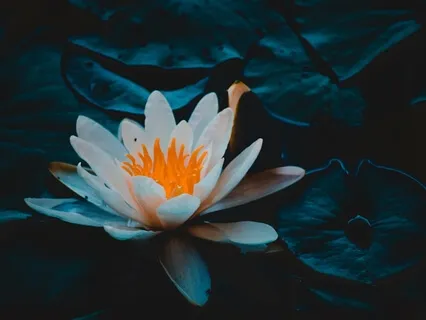 I Sleep Soundly With Yoga Nidra