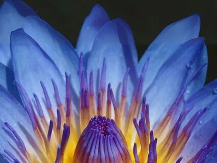 I Trust The Silence  - Musical Manifestos Series