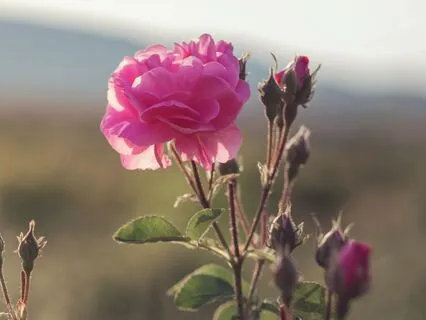 I Trust The World – Musical Manifestos Series