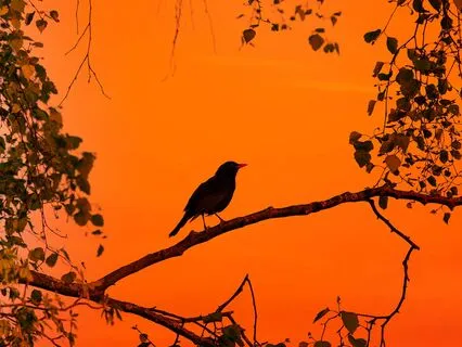 I Was Made To Sing My Song: A Poem