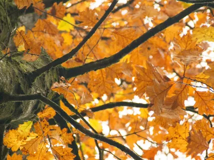 I Welcome In The Season: A Meditation For Autumn