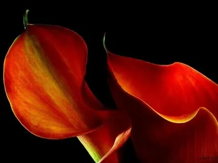 I Will Help You to Look Up