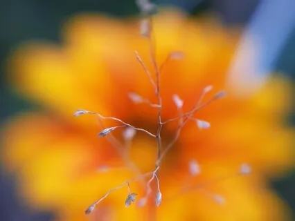 Я Говорю Спасибо. Волшебная Медитация