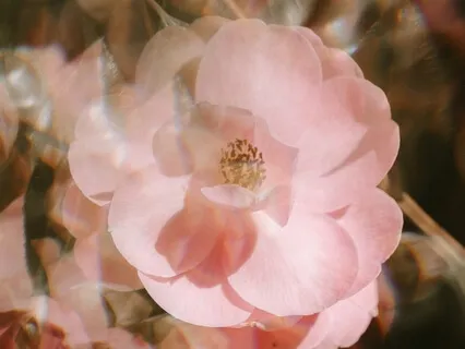 Я Очаровательна. Мантра Красоты и Ценности Себя