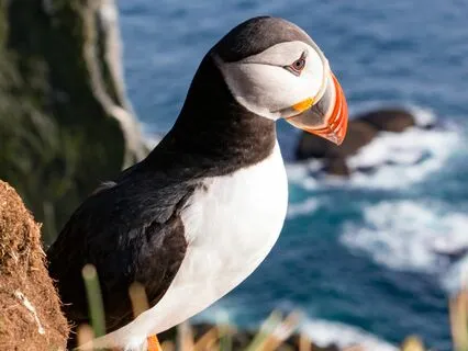 Iceland Bird Sounds! Nesting Puffins, Seagull & Ocean Waves