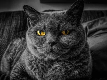 Ich bin Laura, die schnarchende Katze