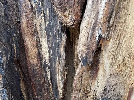 Icy Slide, Warm Floating Mist, Rolling In The Earth