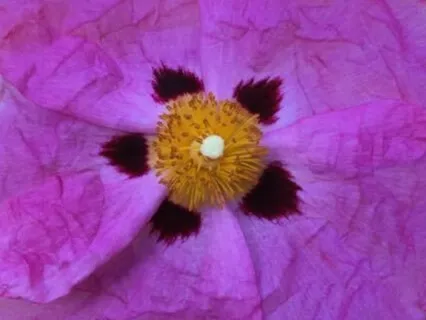 Ideal Body Weight | Sound Washing®