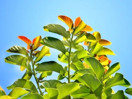 Ideal Day Guided Practice