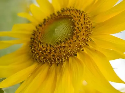 Ideal Life Visualization Meditation