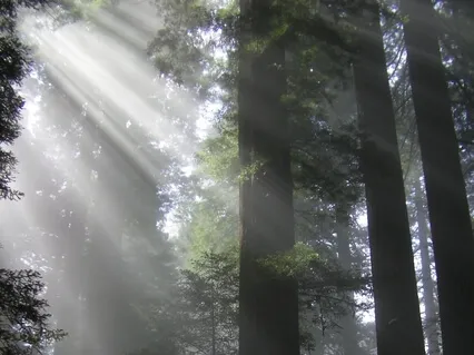 Ideal Vibrant Health - Universal Sphere® Experience No Music