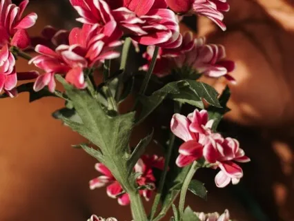 Identify Your Core Values With Guided Journaling