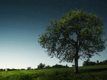 Идеальный Сон