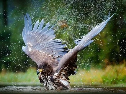 'If I don't dare' / 'si j'ose pas'