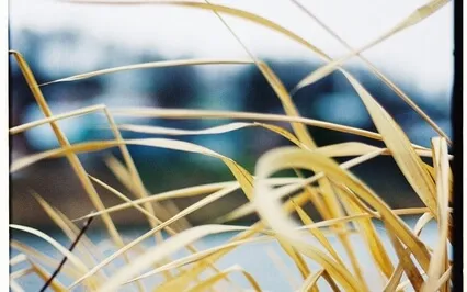 If You Are Struggling With Your Life's Dreams