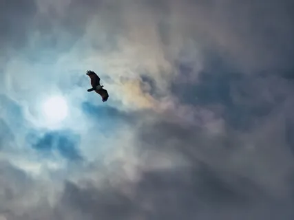 You Are An Eagle, You Are Meant To Soar