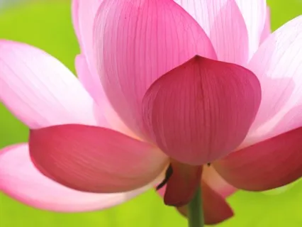 If You're In Reaction? You're Lowering Your Vibration