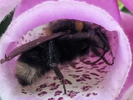 IFS For An Anxious Younger Part