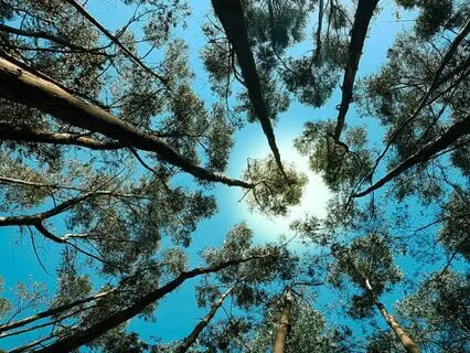 IFS Insight: Approaching Parts Filled With Shame