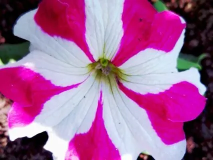 IFS Insight: IFS And The Body