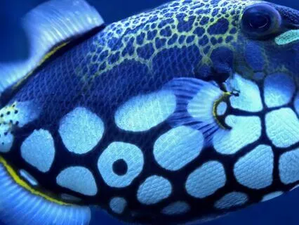 IFS Insight: Understanding Triggers & Emotional Reactions