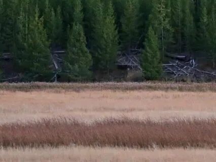 IFS MEDITATION: Approaching Inner Critics With Compassion