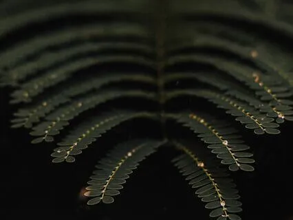 IFS Meditation: Approaching Parts Filled With Shame