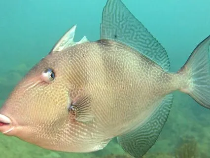 IFS MEDITATION: Checking In With Parts That Are Triggered