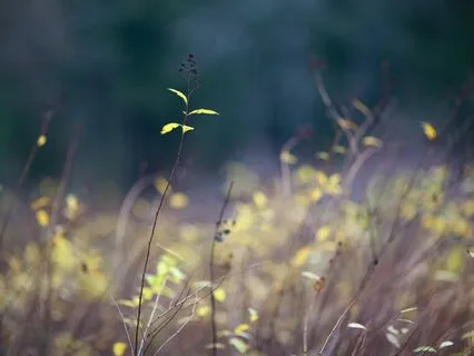 IFS Meditation - Daily Parts Check-In