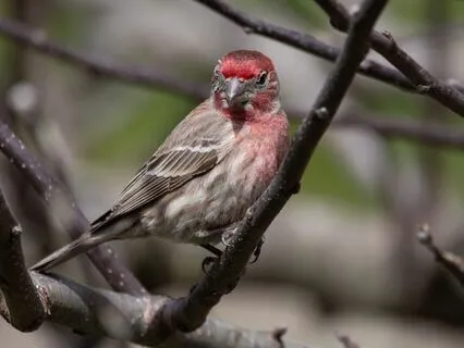 IFS MEDITATION: Embracing Your More Vulnerable Parts