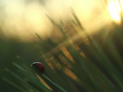 IFS Meditation - Exploring The Source