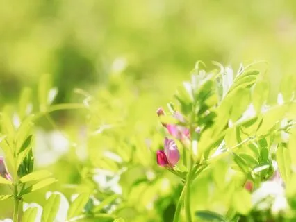 IFS Meditation:  Healing Presence