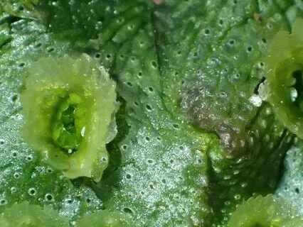 IFS Meditation: Making Space For Protectors