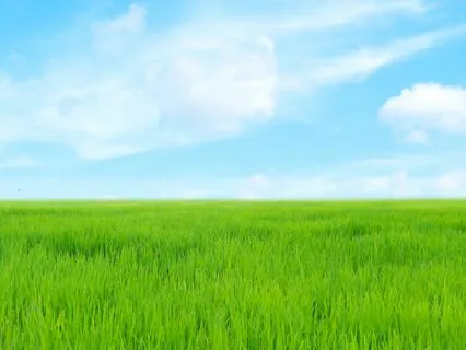 IFS Meditation: Meet Me In The Field