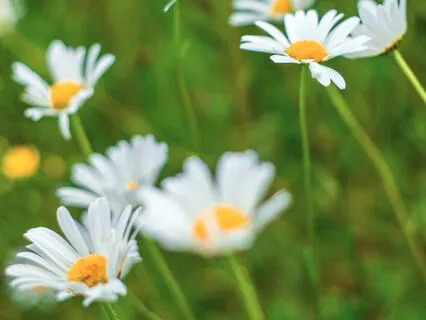 IFS Meditation - Sensations, Feelings, Thoughts