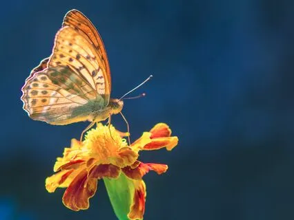 IFS Meditation - Relieve Yourself