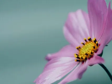 Inner Parts Healing Meditation