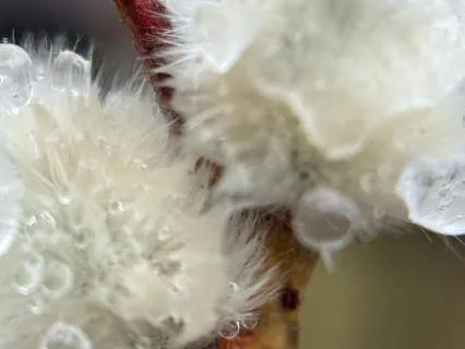 IFS Self Love Body Sweep Guided Massage