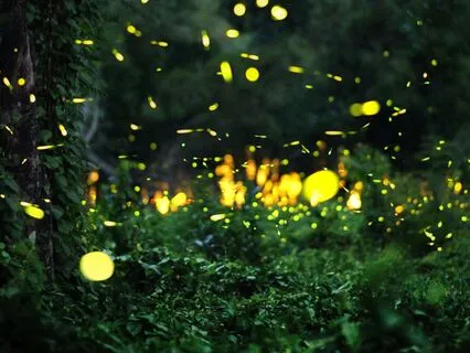 Ignite Your Inner Light: Firefly’s Message Of Inspiration