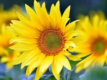 Igniting Inner Renewal