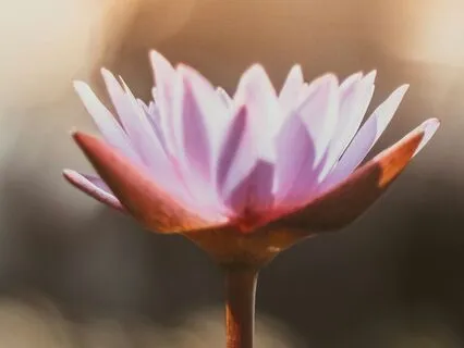 Illuminate Me | Rest & Revitalise | Breath & Meditation