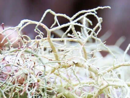 Illumination Of The Lightbody