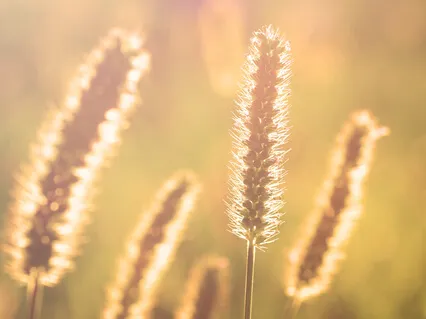 I'm In A Hurry But Must Meditate