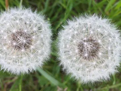 Imaginal: Dreaming Beyond