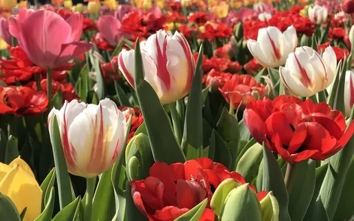 Imagination Meditation: A Field Of Tulips