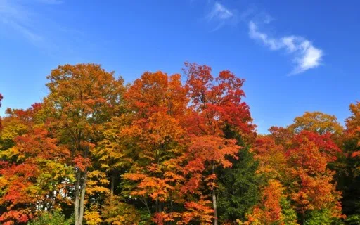 Imagination Meditation - Autumn Colors