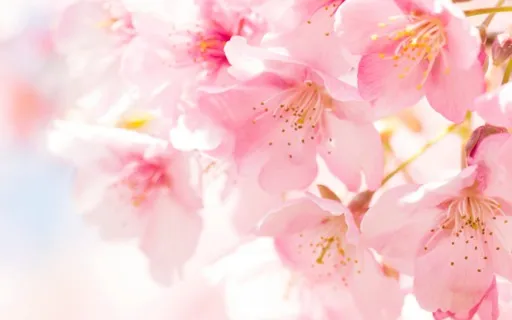 Imagination Meditation: Cherry Blossoms In Spring